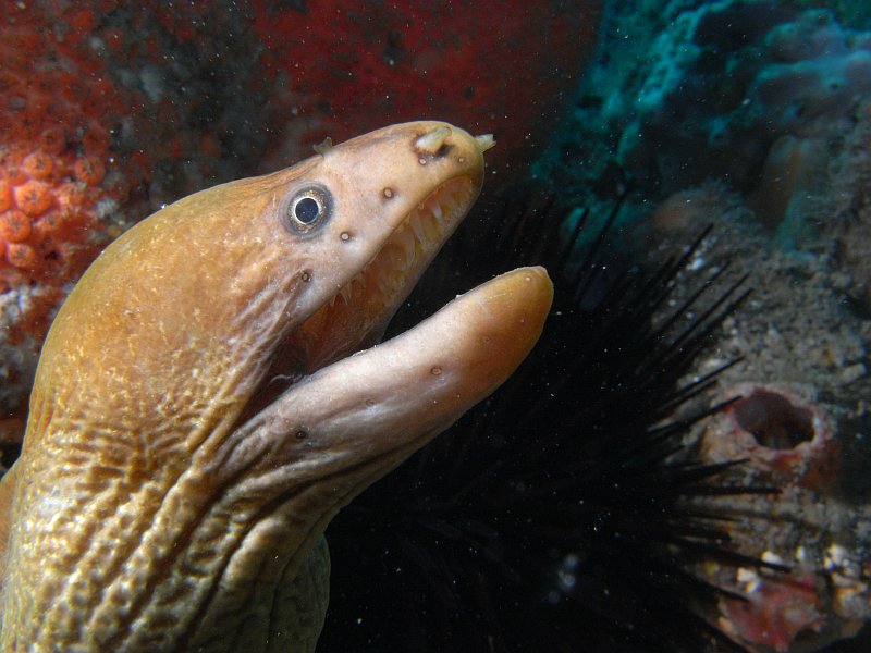 moray