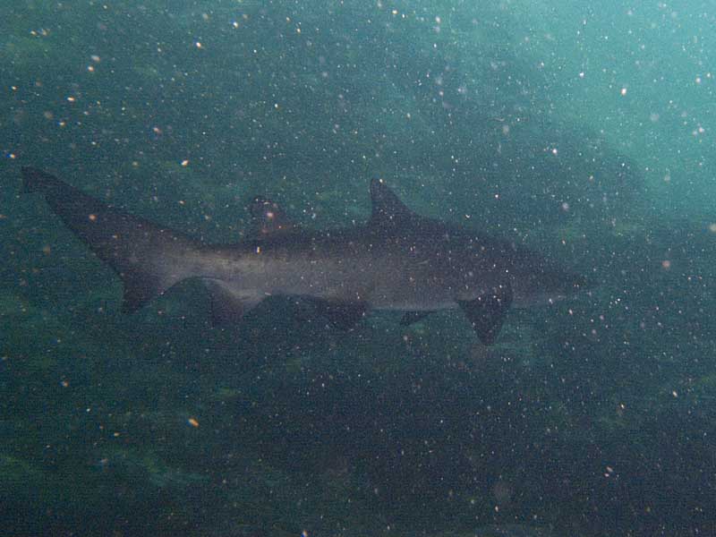 gray nurse shark