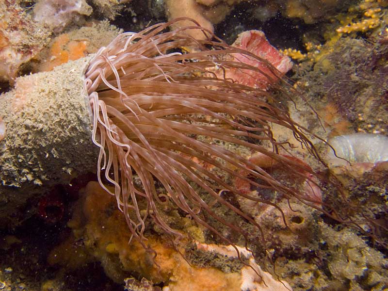 tube anemone