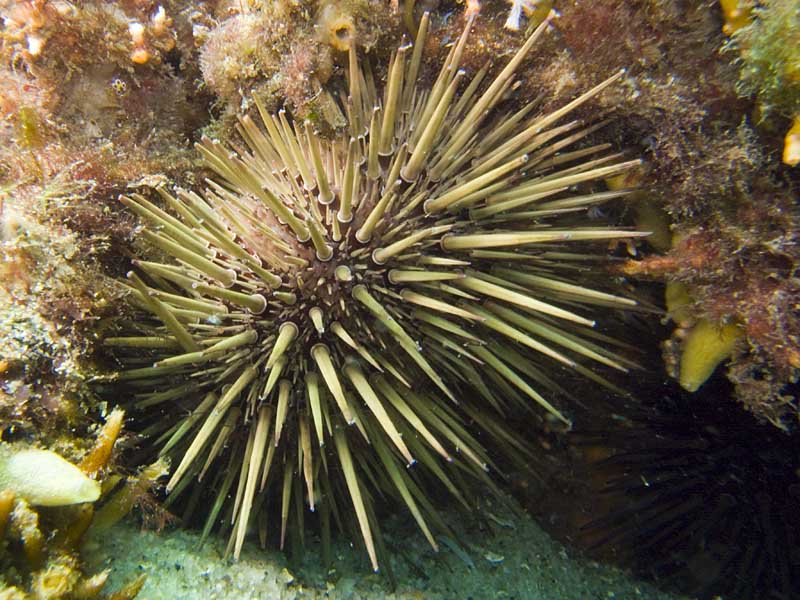 urchin