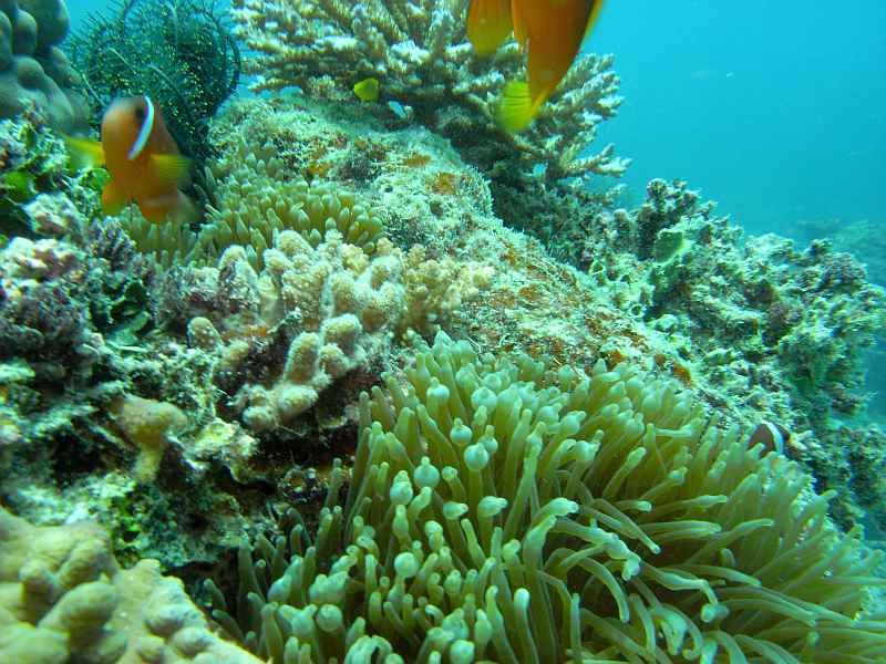 anemones and fish
