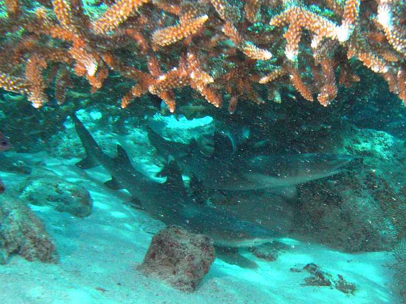 reef sharks