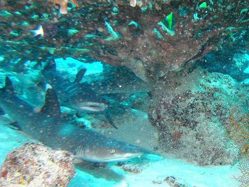 reef sharks